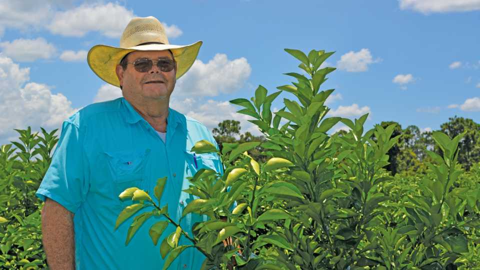 Taking High-Density Citrus Planting to the Next Level
