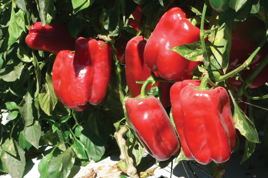 Maccabi from Hazera Seeds
