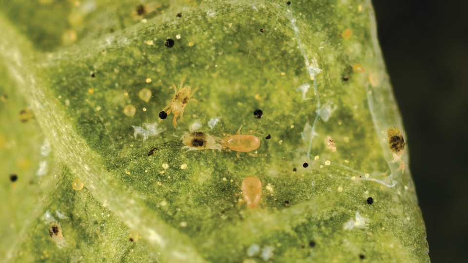 NEOSEIULUS CALIFORNICUS