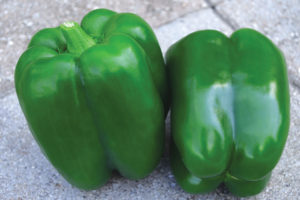 Ninja S10 (with X10R) from Sakata Seeds America and Rupp Seeds