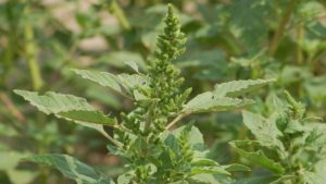 Is the Sun Setting on Roundup Herbicide? Why It’s Possible