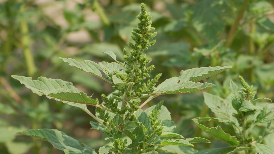 Field Scouting Guide: Pigweed