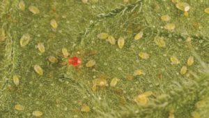 Mighty Mites Hard at Work in Florida Strawberries