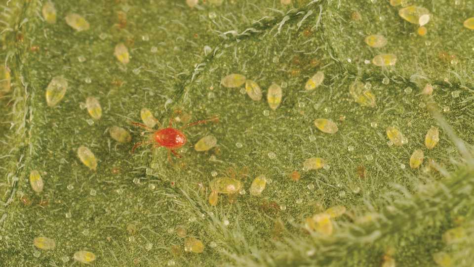 PHYTOSEIULUS PERSIMILIS