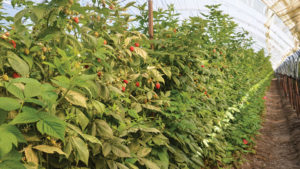 Has Protected Agriculture Become A Necessity for Berry Growing?