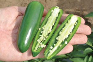 Ringleader from Abbott & Cobb c/o Syngenta Seeds, LLC, and Burpee Seeds