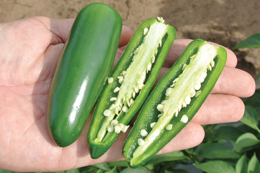 Ringleader from Abbott & Cobb c/o Syngenta Seeds, LLC, and Burpee Seeds