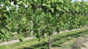 What You Can Learn from French Wine Grape Production
