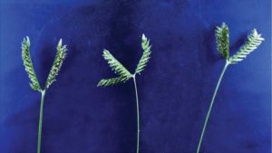 What Are the Best Herbicides for Threespike Goosegrass?