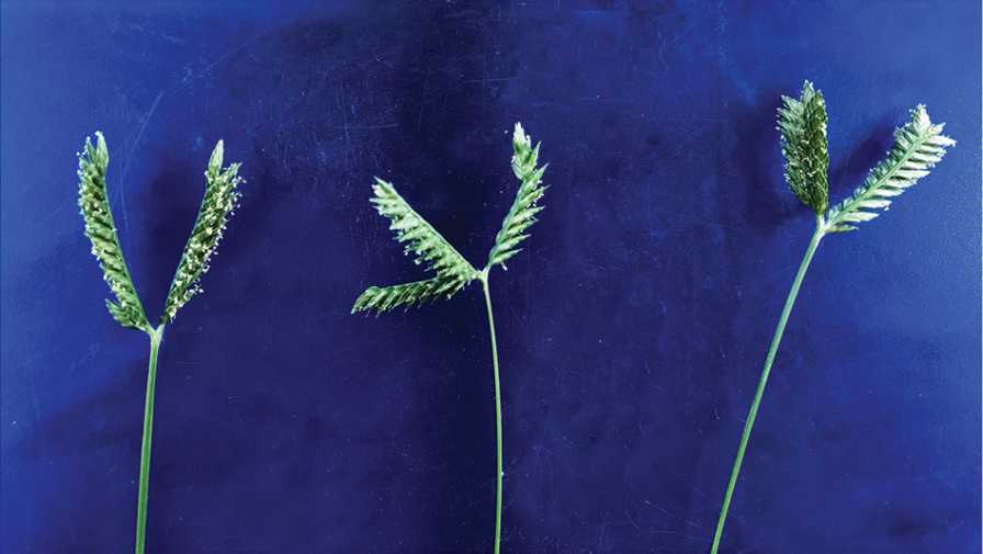 What Are the Best Herbicides for Threespike Goosegrass?