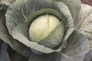 Xtreme Vantage (Sakata Seed America, Rupp Seeds)