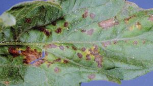 Hopes High to Crack the Code on Bacterial Spot of Tomato