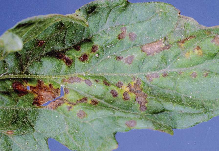 symptoms of bacterial spot of tomato