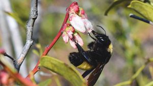 Flower Shape Might Be a Big Player When It Comes to Pollinator Health