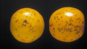 Citrus Black Spot Quarantine Area on the Grow Again in Southwest Florida