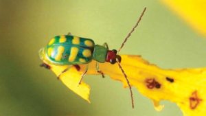 Ways to Best Keep Banded Cucumber Beetle at Bay