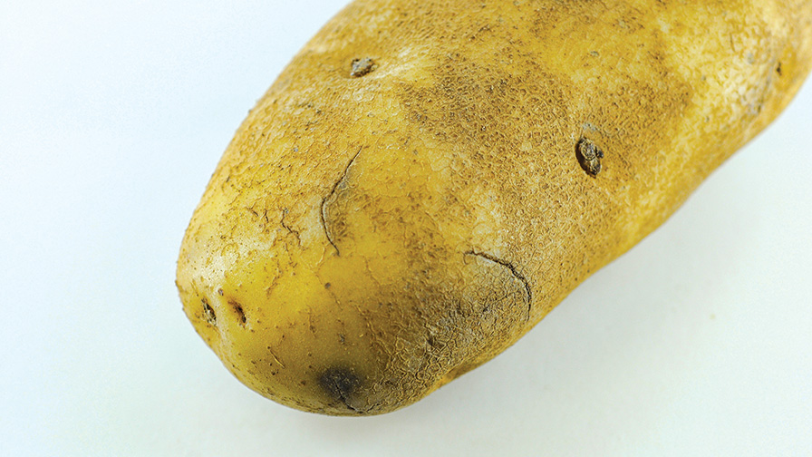 How to Avoid Harvest Damage to Potatoes