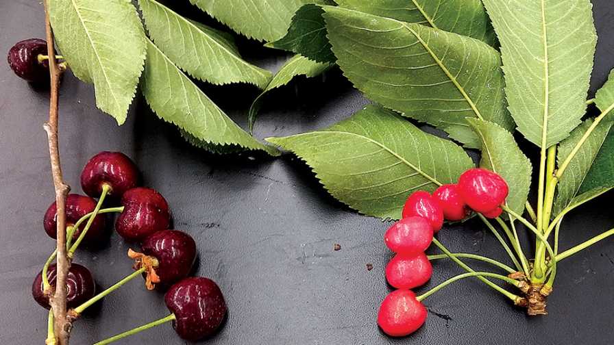little cherry disease symptoms