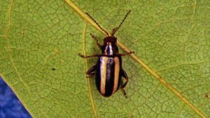 Field Scouting Guide: Flea Beetle