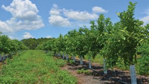How You Can Help Find the New Class of Florida Citrus Hall of Fame Inductees