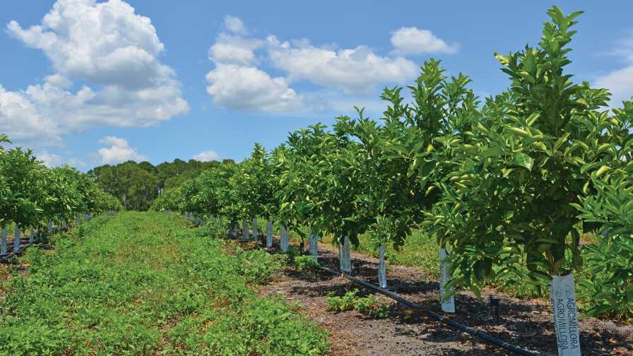 Spotlight on Citrus: Hope Grows in Revitalizing Florida’s Signature Crop