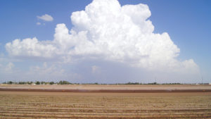 Biggest Impacts Now on Vegetable Production? Weather and Consumer Demand