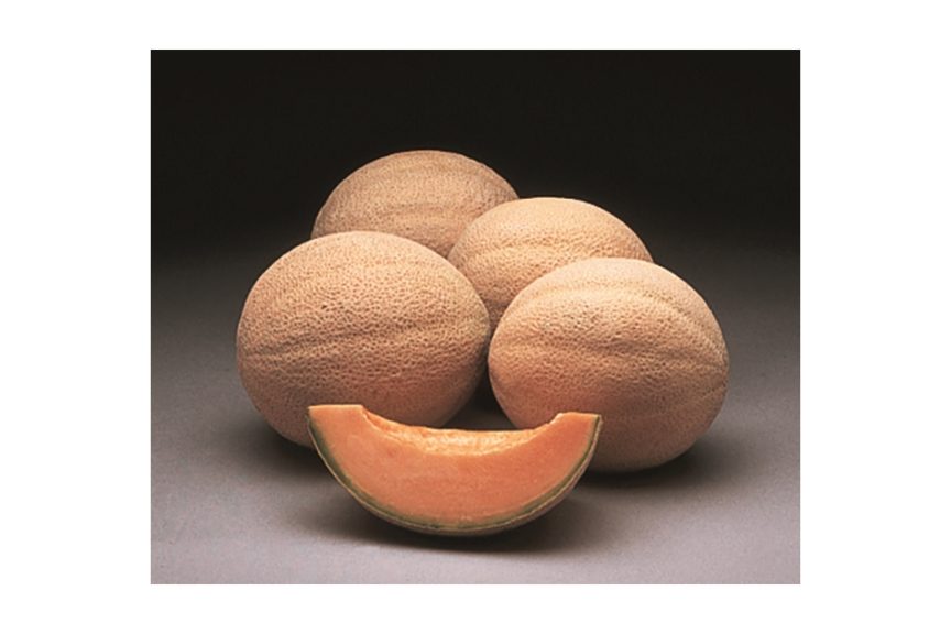 Athena (Syngenta Vegetable Seeds, Osborne Quality Seeds)
