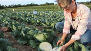 How to Plug Into Virtual Vegetable Seed Trials
