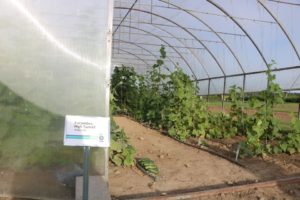 Bejo USA Cucumber High Tunnel