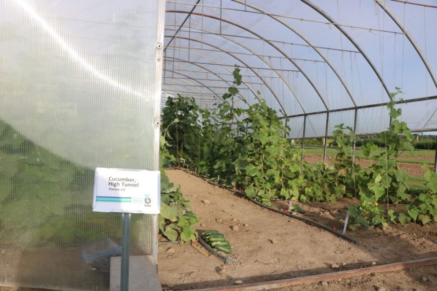 Bejo USA Cucumber High Tunnel