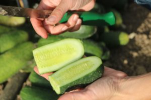 Bejo USA High Tunnel Cucumber
