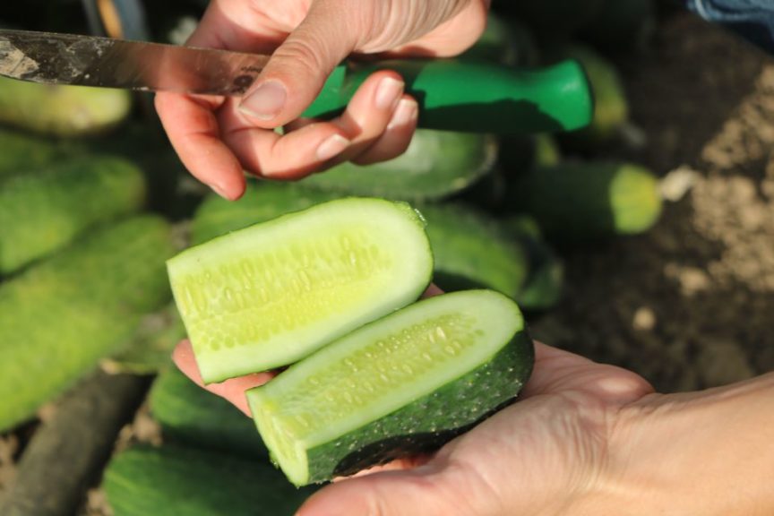 Bejo USA High Tunnel Cucumber