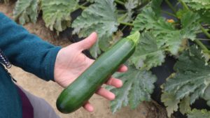 10 Standout Vegetables We Saw at the California and New York Seed Trials