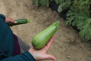 Enza Zaden Mexicana Zucchini Squash 