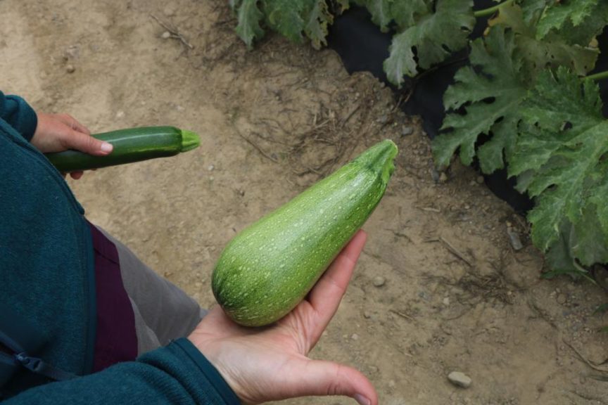 Enza Zaden Mexicana Zucchini Squash 