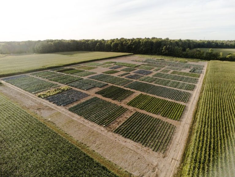 Bejo USA Seed Farm, Geneva NY, Field Plots