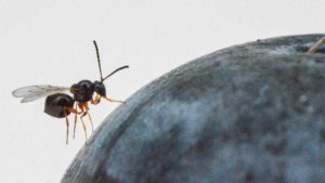How to Take on Spotted Wing Drosophila With IPM