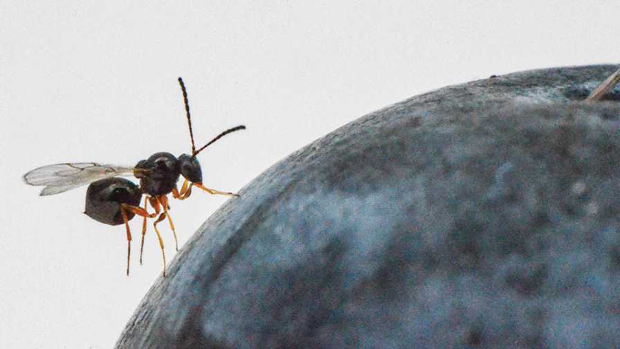 Parasitic Wasp Might Be a Solution for Spotted Wing Drosophila
