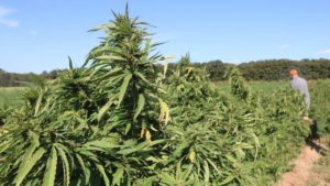 Farm Equipment: Intriguing Hemp Harvesting Implement Surfaces