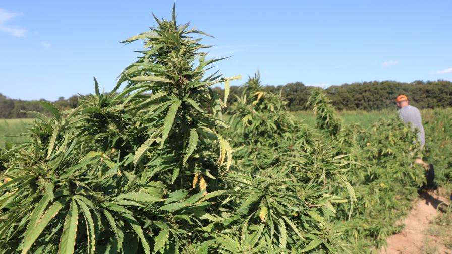 USDA Inching Closer to Hemp Crop Insurance