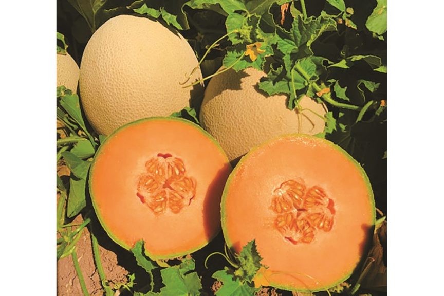 Hermosa Beach (Rijk Zwaan USA, Stokes Seeds Inc.)