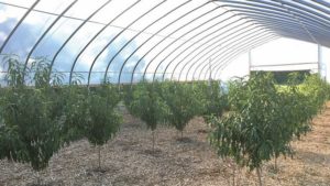 How Growing Stone Fruit in High Tunnels Can Pay Off
