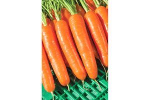 Musico (Vilmorin Mikado, Rupp Seeds, Inc.)