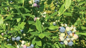 Get a Look at New and Existing Florida Blueberry Varieties 
