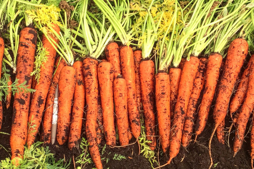 Orangeblaze from Seminis