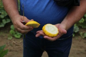 PanAmerican Summer Squash up close