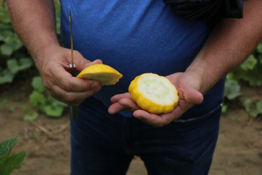 PanAmerican Summer Squash up close