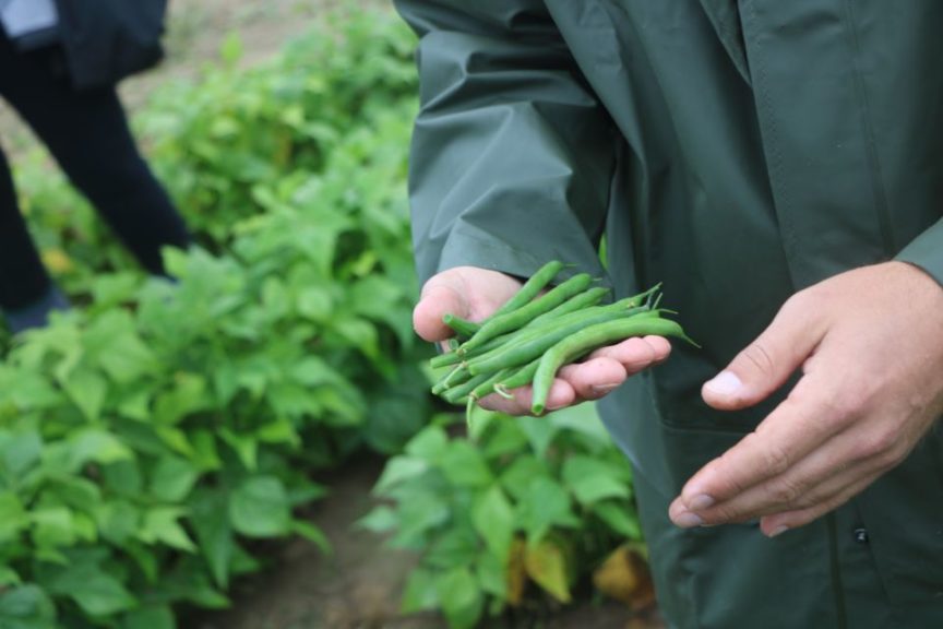 Syngenta SB 4766 beans