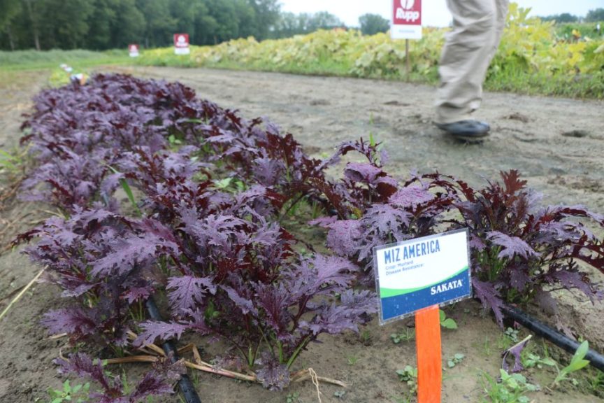 Sakata Miz America Mustard
