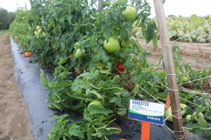 Sakata Roadster Tomato